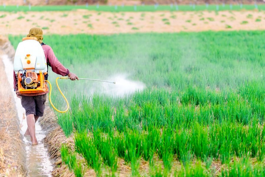 foliar feeding