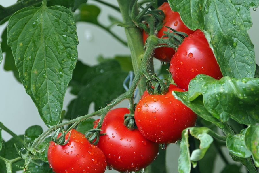 best fertilizers for tomatoes