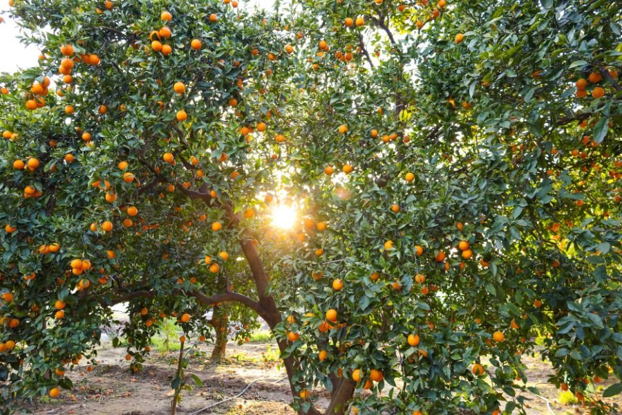 high potassium and phosphorus fertilizer